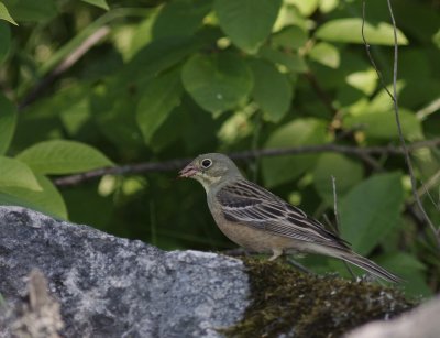 Ortolansparv [Ortolan Bunting] (IMG_0449)