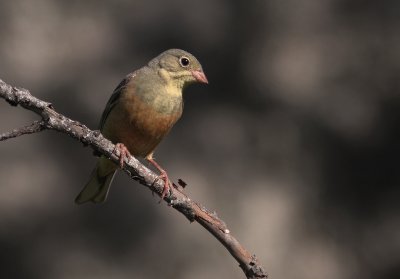 Ortolansparv [Ortolan Bunting] (IMG_0515)