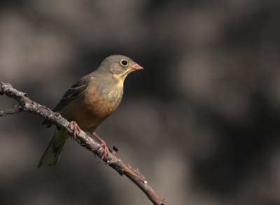 Ortolansparv [Ortolan Bunting] (IMG_0519)