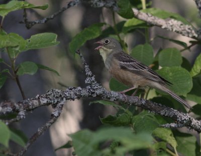 Ortolansparv [Ortolan Bunting] (IMG_0544)