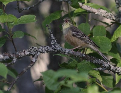 Ortolansparv [Ortolan Bunting] (IMG_0553)