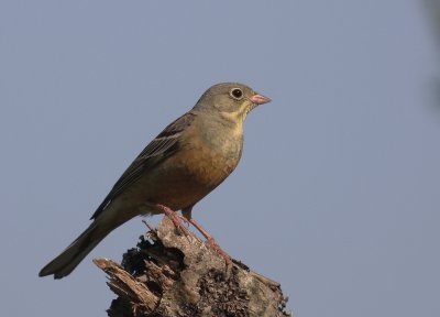 Ortolansparv [Ortolan Bunting] (IMG_0573)