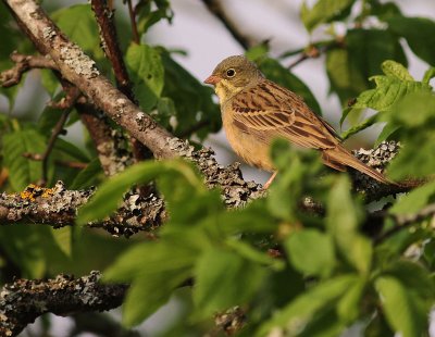 Ortolansparv [Ortolan Bunting] (IMG_3628)