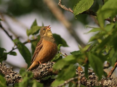 Ortolansparv [Ortolan Bunting] (IMG_3632)