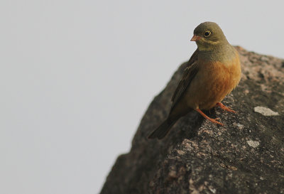 Ortolansparv [Ortolan Bunting] (IMG_3635)