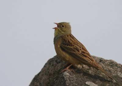 Ortolansparv [Ortolan Bunting] (IMG_3657)