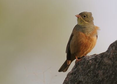 Ortolansparv [Ortolan Bunting] (IMG_3661)