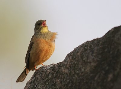 Ortolansparv [Ortolan Bunting] (IMG_3669)