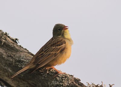 Ortolansparv [Ortolan Bunting] (IMG_3676)