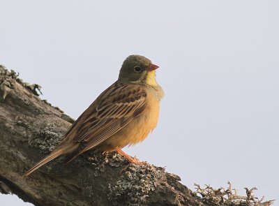 Ortolansparv [Ortolan Bunting] (IMG_3678)