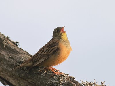Ortolansparv [Ortolan Bunting] (IMG_3704)