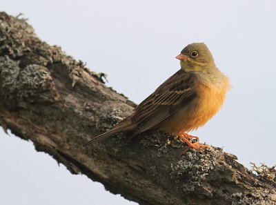 Ortolansparv [Ortolan Bunting] (IMG_3706)