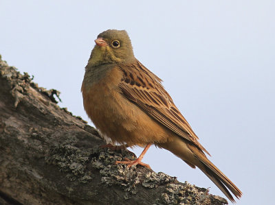 Ortolansparv [Ortolan Bunting] (IMG_3712)
