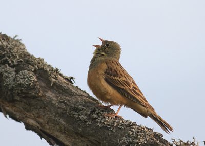 Ortolansparv [Ortolan Bunting] (IMG_3715)