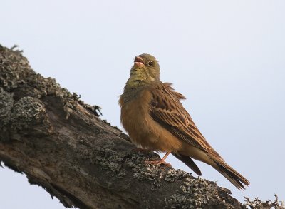 Ortolansparv [Ortolan Bunting] (IMG_3721)