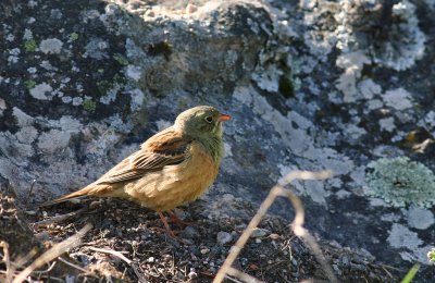 Ortolansparv [Ortolan Bunting] (IMG_9689)
