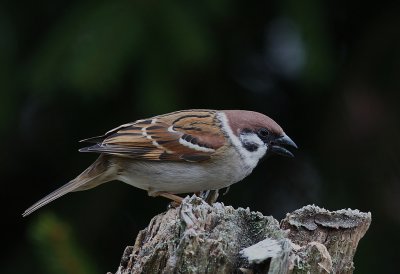 Pilfink [Eurasian Tree Sparrow] (IMG_0392]