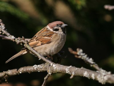 Pilfink [Eurasian Tree Sparrow] (IMG_7028]