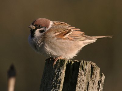 Pilfink [Eurasian Tree Sparrow] (IMG_3470)