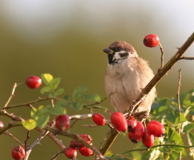 Pilfink [Eurasian Tree Sparrow] (IMG_2967)