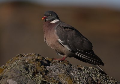 Ringduva [Common Wood Pigeon] (IMG_4648)