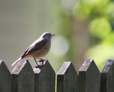 Rdstjrt [Common Redstart] (IMG_9282)