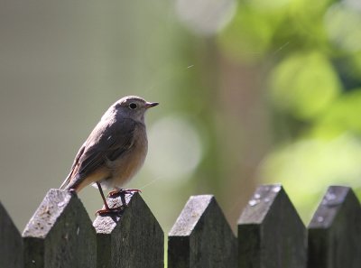 Rdstjrt [Common Redstart] (IMG_9294)