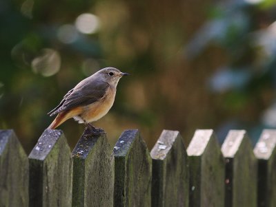 Rdstjrt [Common Redstart] (IMG_9302)