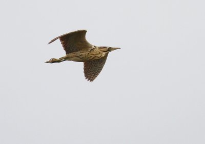 Rrdrom [Great Bittern] (IMG_5818)