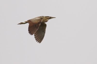 Rrdrom [Great Bittern] (IMG_5820)
