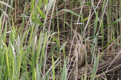Rrdrom [Great Bittern] (IMG_5868)