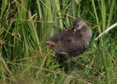 Rrhna [Common Moorhen] (IMG_3956)