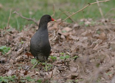Rrhna [Common Moorhen] (IMG_7333)