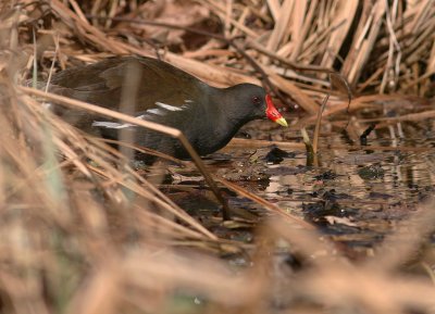 Rrhna [Common Moorhen] (IMG_7448)