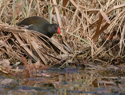 Rrhna [Common Moorhen] (IMG_7470)