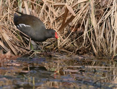 Rrhna [Common Moorhen] (IMG_7473)