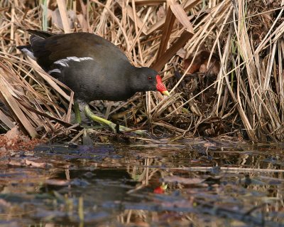 Rrhna [Common Moorhen] (IMG_7474)