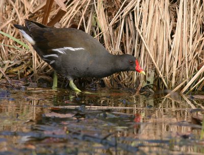Rrhna [Common Moorhen] (IMG_7478)