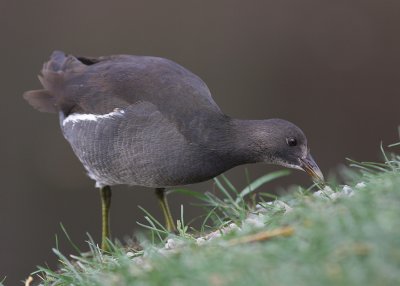 Rrhna [Common Moorhen] (IMG_8561)