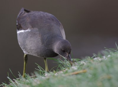 Rrhna [Common Moorhen] (IMG_8567)