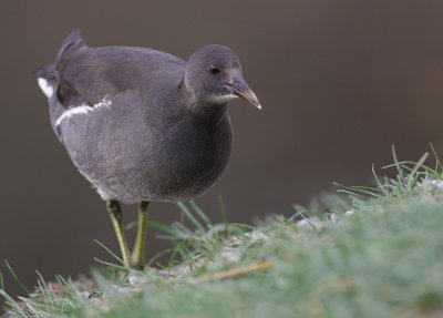 Rrhna [Common Moorhen] (IMG_8569)