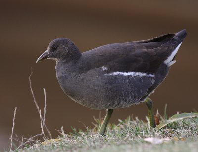Rrhna [Common Moorhen] (IMG_8634)