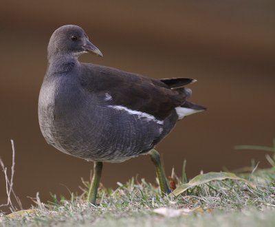 Rrhna [Common Moorhen] (IMG_8638)
