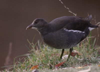 Rrhna [Common Moorhen] (IMG_8650)