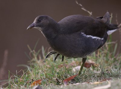 Rrhna [Common Moorhen] (IMG_8655)