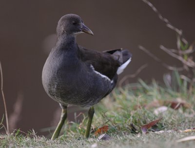 Rrhna [Common Moorhen] (IMG_8658)