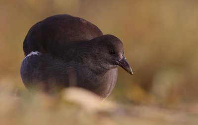 Rrhna [Common Moorhen] (IMG_8765)