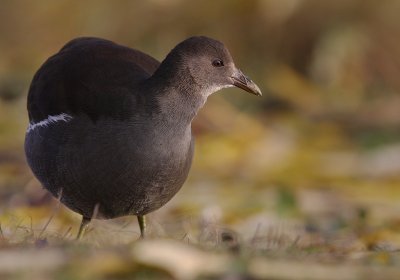 Rrhna [Common Moorhen] (IMG_8786)