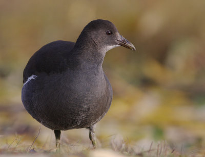 Rrhna [Common Moorhen] (IMG_8803)