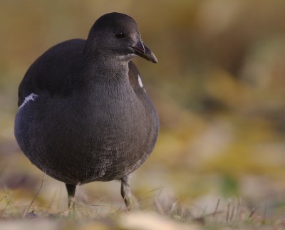Rrhna [Common Moorhen] (IMG_8806)